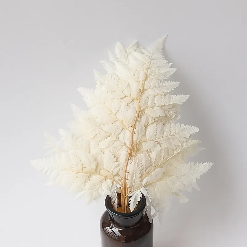 Immortal fern leaf mangosteen leaves dried flowers home decoration shooting props natural real flower leaves