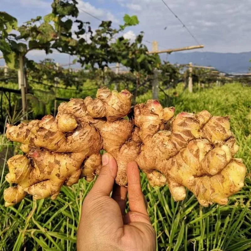 China Good quality dried bulk fresh ginger market price per ton wholesale gingerbuyers for buy dried ginger export