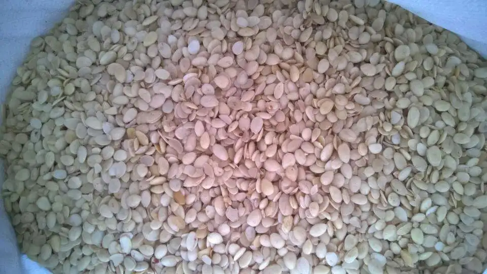 China top quality Angelon almond color sorter machine/ almond separation machine /colour sorter for almond