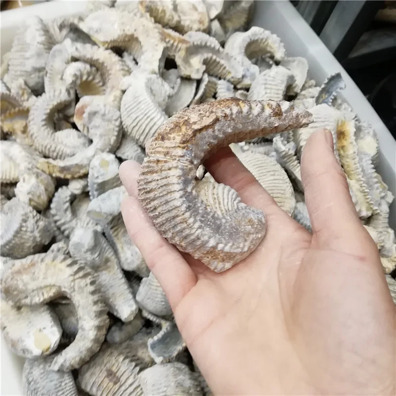 Оптовая продажа, натуральный полированный нефритовый узор, аммонит, ископаемый мадагаскарский