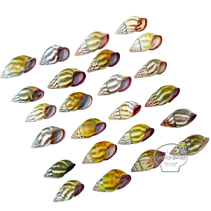 Phutto amphibious snail natural conch spiral snail hermit crab replacement shell aquarium landscape