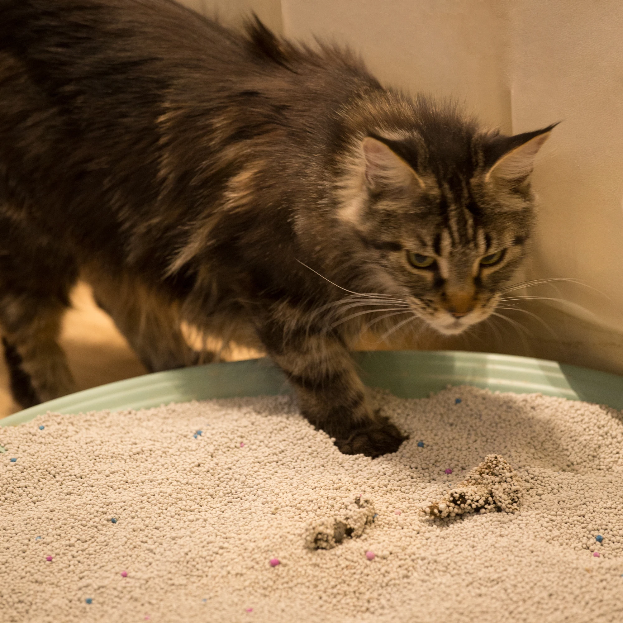 
Natural bentonite clay cat litter wholesale super clumping dust free 