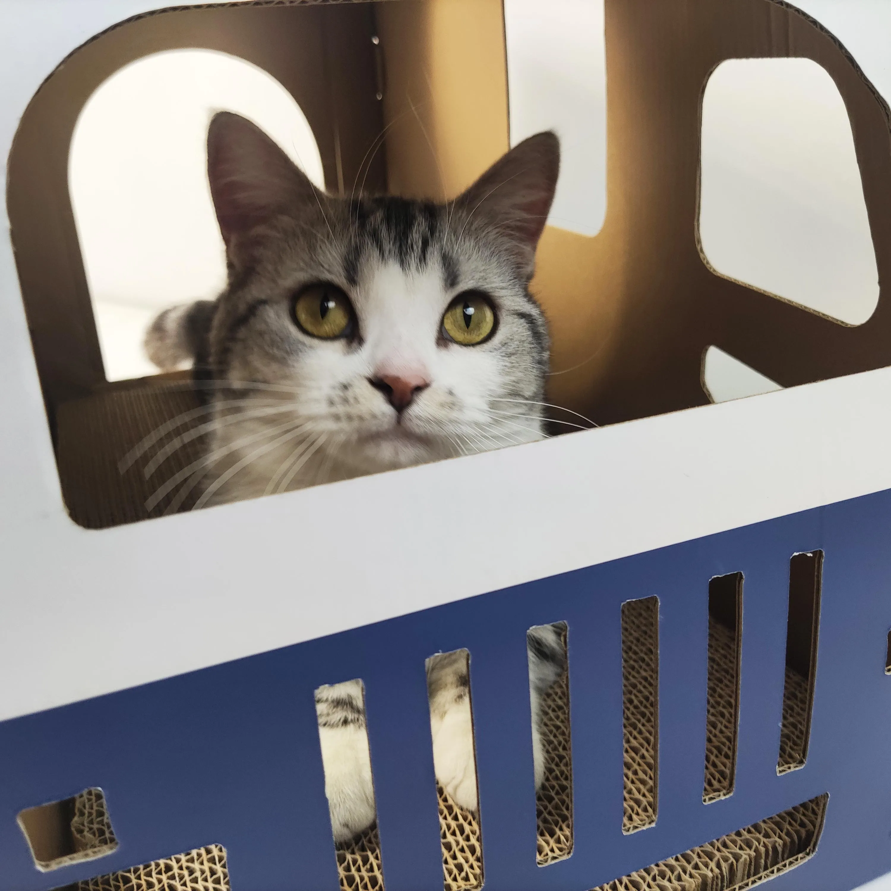 police paper box  modern pet cages  big  bed cardboard cat house stylish