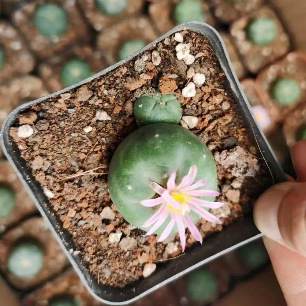 Лидер продаж, реалистичный мини-кактус, внутреннее украшение, лофофора, кактус для продажи