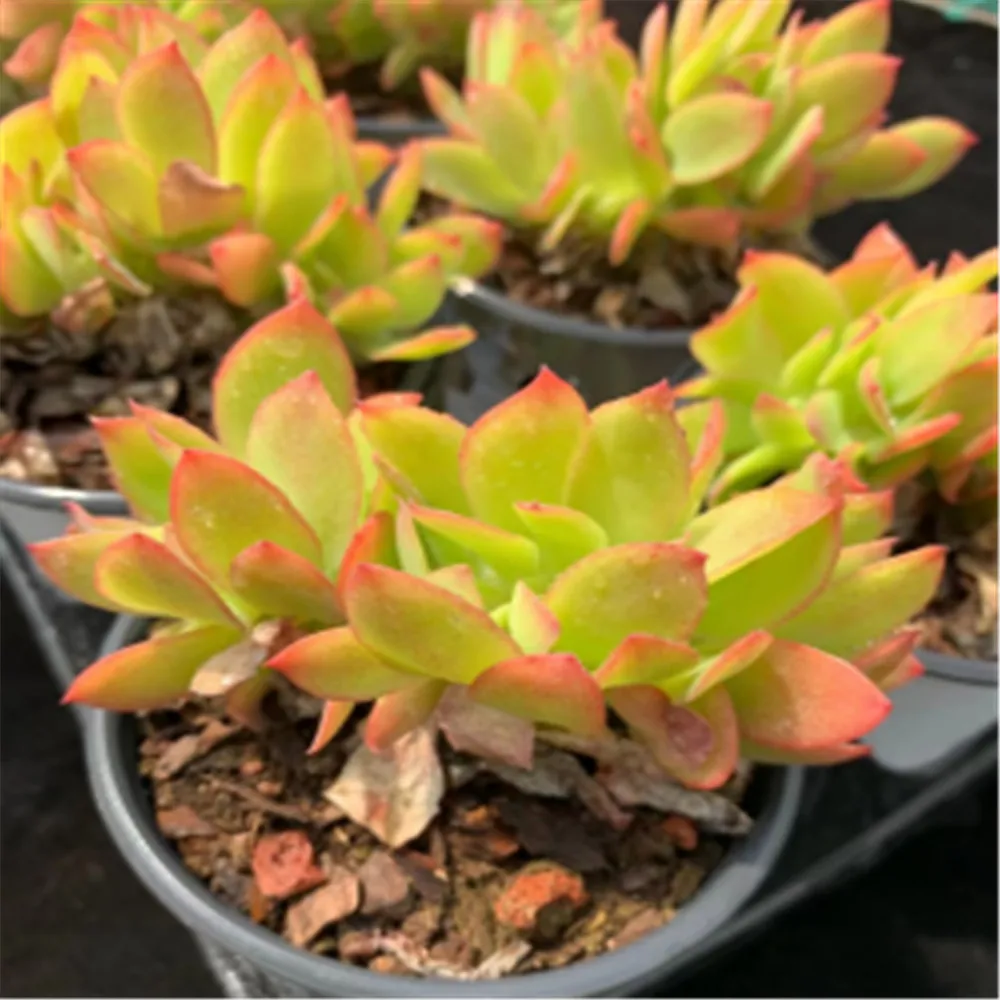 
wy21 Echeveria Lemon Cristata succulent plant live natural Floral Gardening Floral Glass Terrarium indoor decoration 