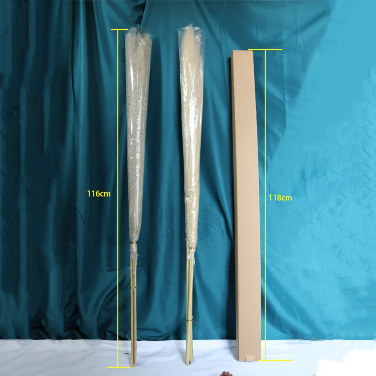 AA-5 2022 New Arrivals Amazon 7 Sticks Natural Decorative Flowers Dried Flower Artificial Flowers Large Pampas Pampa Grass