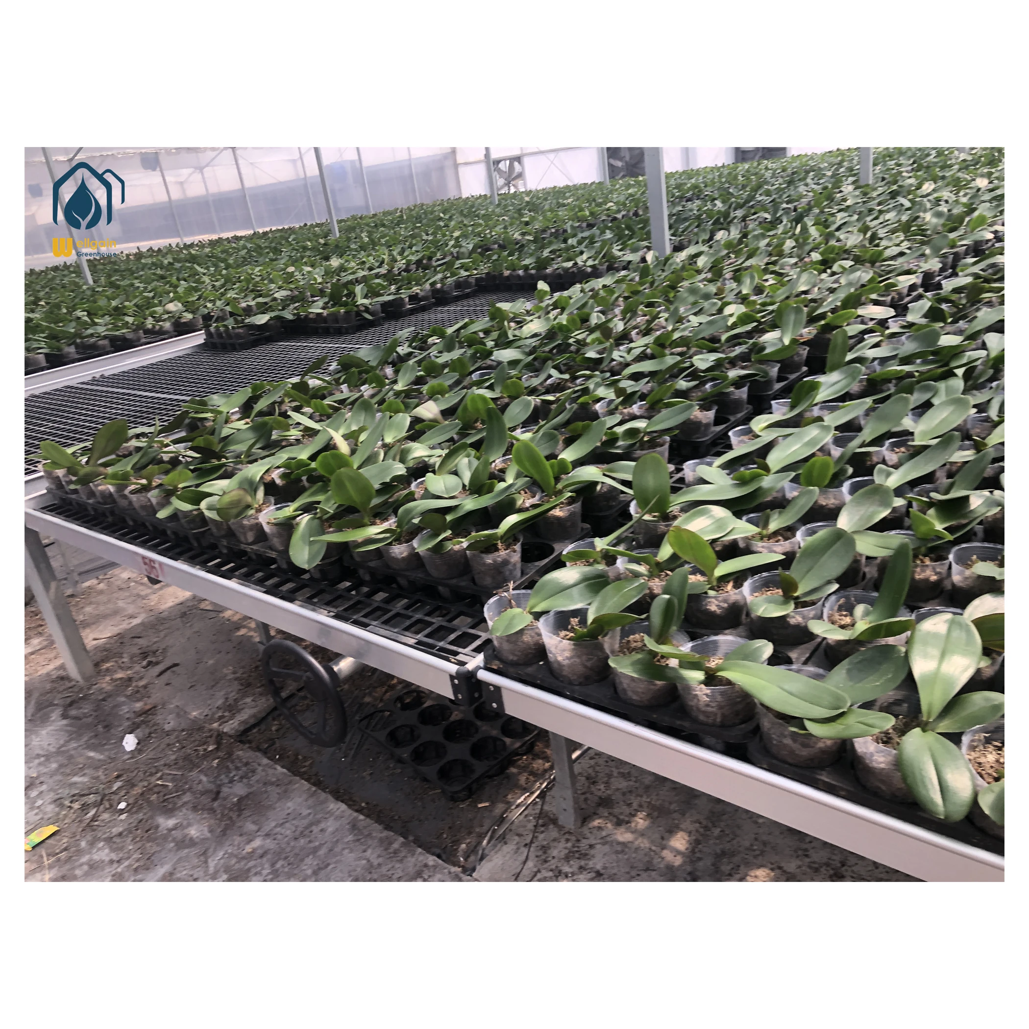 growing trays wholesale price agricultural glass greenhouse vertical farming system