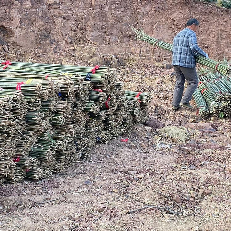 Tough Bamboo Poles For Making Walking Poles And Walking Sticks Raw Materials For Bamboo Hiking Poles