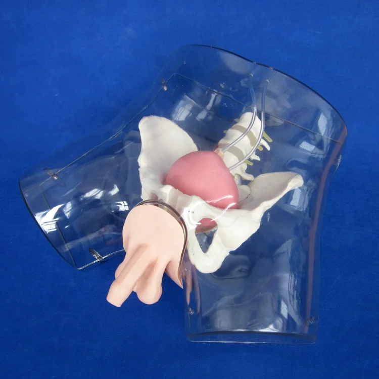 Comprehensive Male Urethral Catheterization Simulator Training Doll