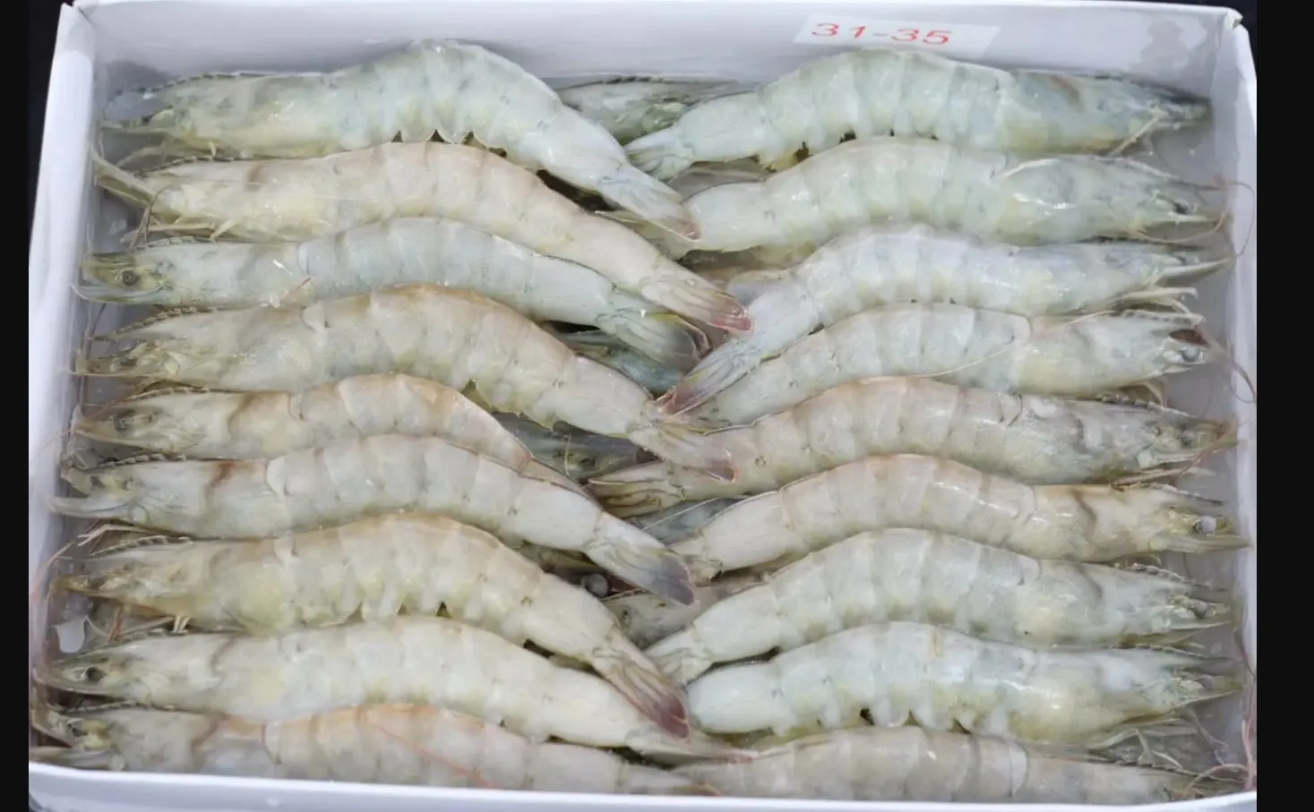 Best Quality Frozen Raw Vannamei Hoso/ Frozen Vannamei White Shrimp Raw with Competitive price