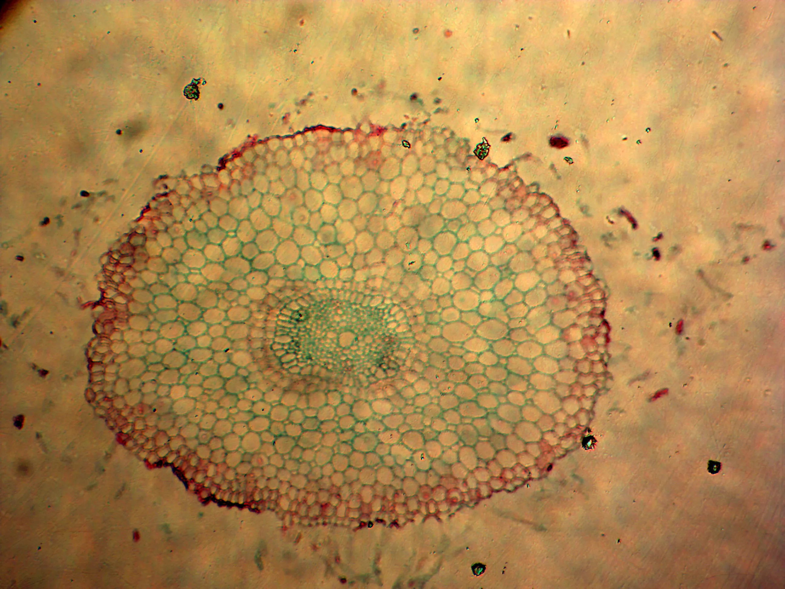 Lab 100 Pcs Microscope Slides Prepared for Kids Students Biology Specimen Lab Sample with Insects Plants Learning Home School