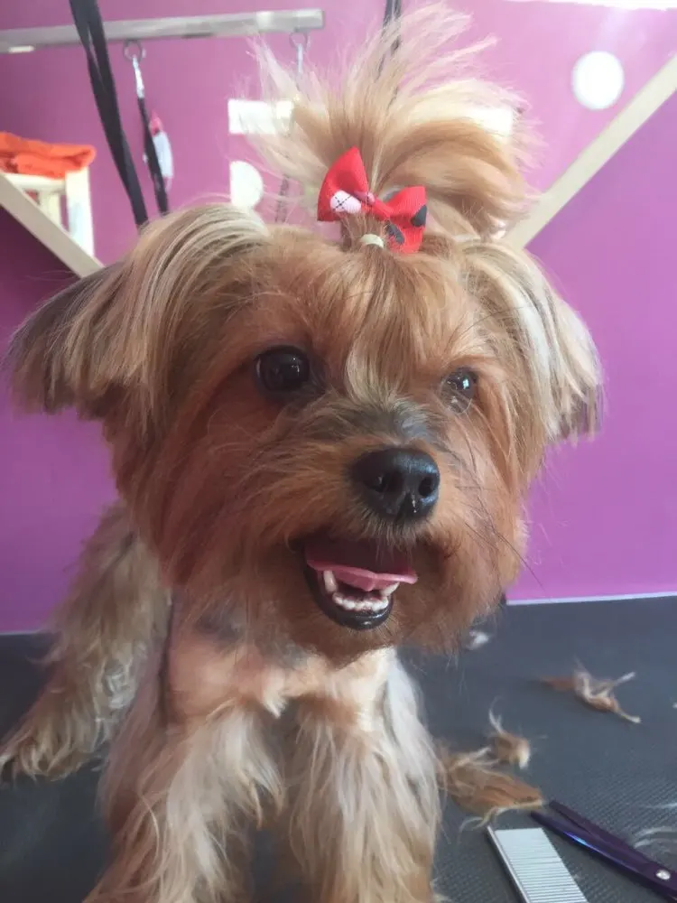 INS Classic Luxury Brand Pet Cat and Dog Hair Ornaments Pet Teddy Grooming Shop Accessories Dog Bows Hairpin