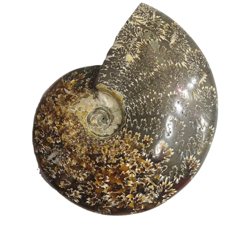 Wholesale Natural Conch Fossil Ammonite Fossil For Decoration