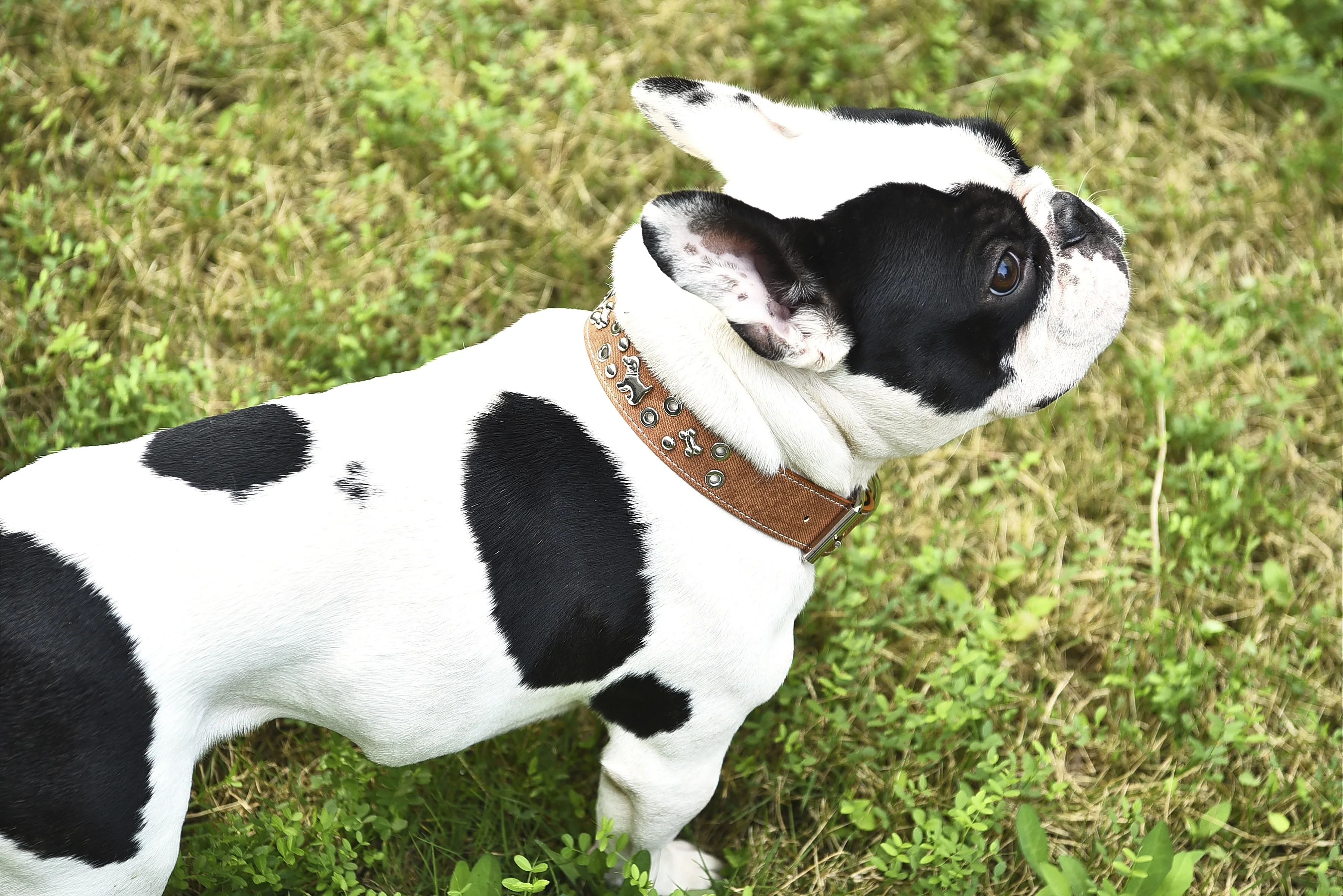 Sparkly Crystal Diamonds Studded Shining Medium Large Leather Pet Stud Dog Collar