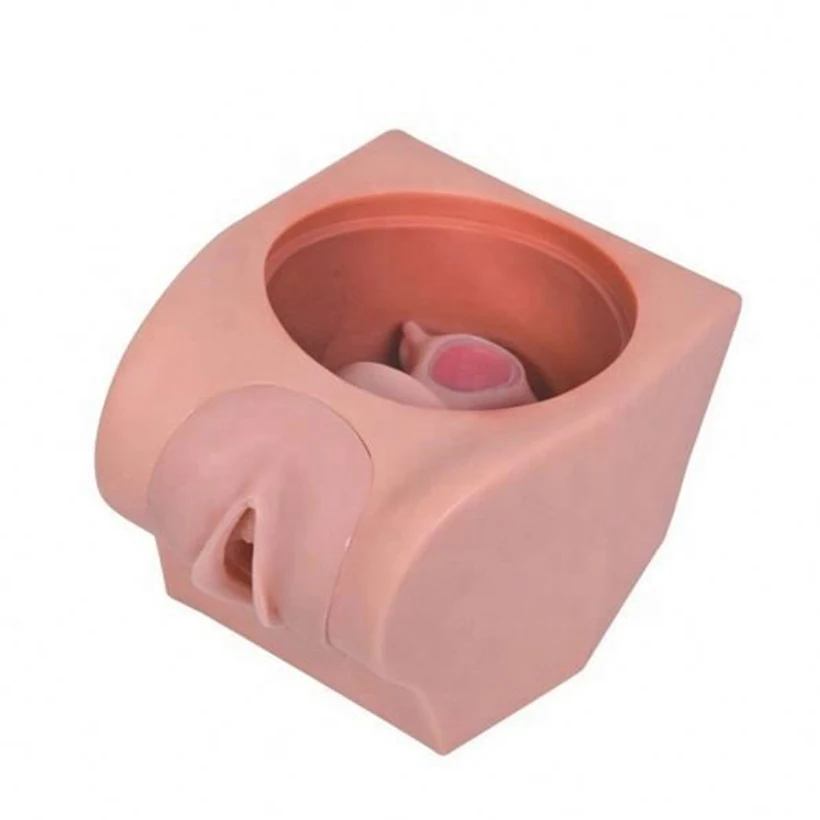 Medical manikins vivid human model great female contraception simulator model for education training