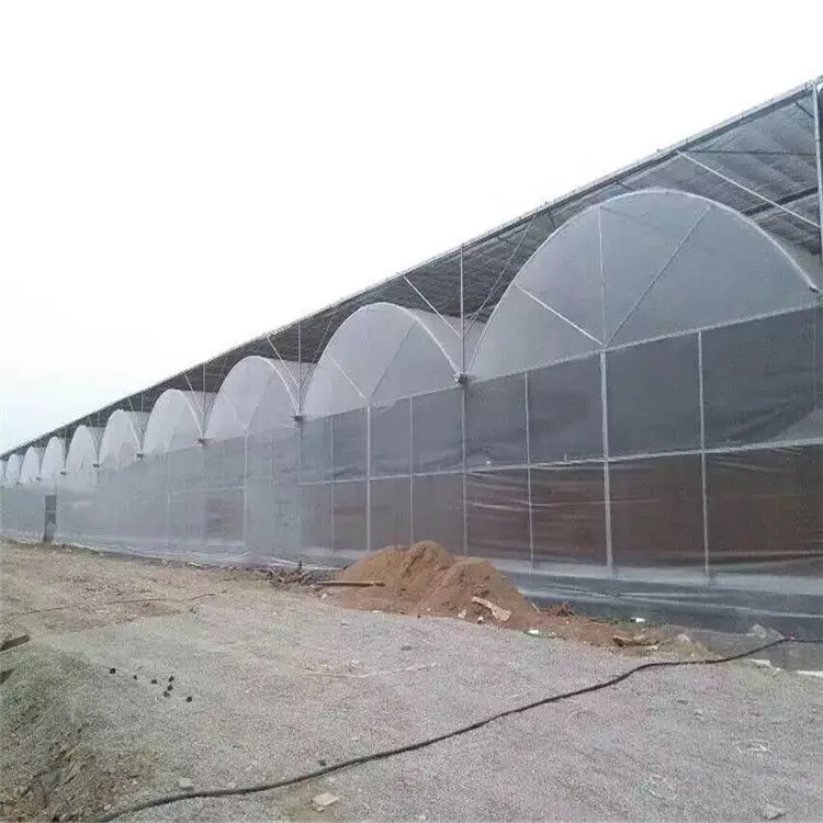 multispan greenhouse with NFT hydroponic system