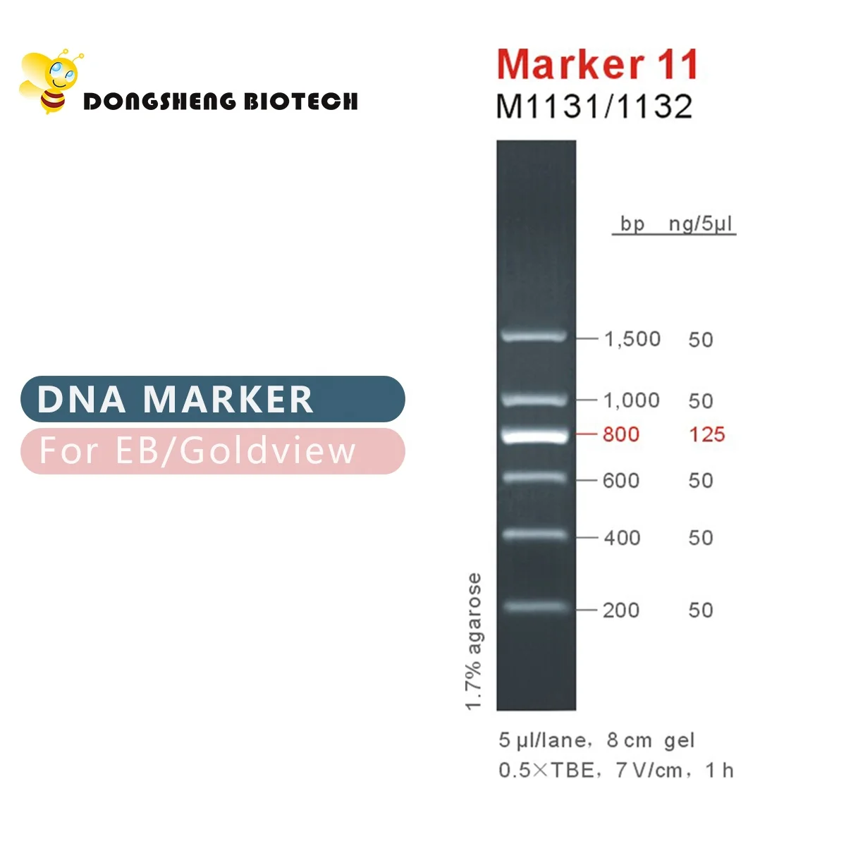 Marker 11, DNA ladder, OEM M1131/M1132