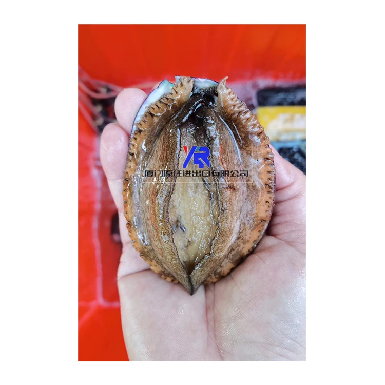 
Hot-selling Nutritious fresh live shellfish Abalone seafood whole frozen abalone 