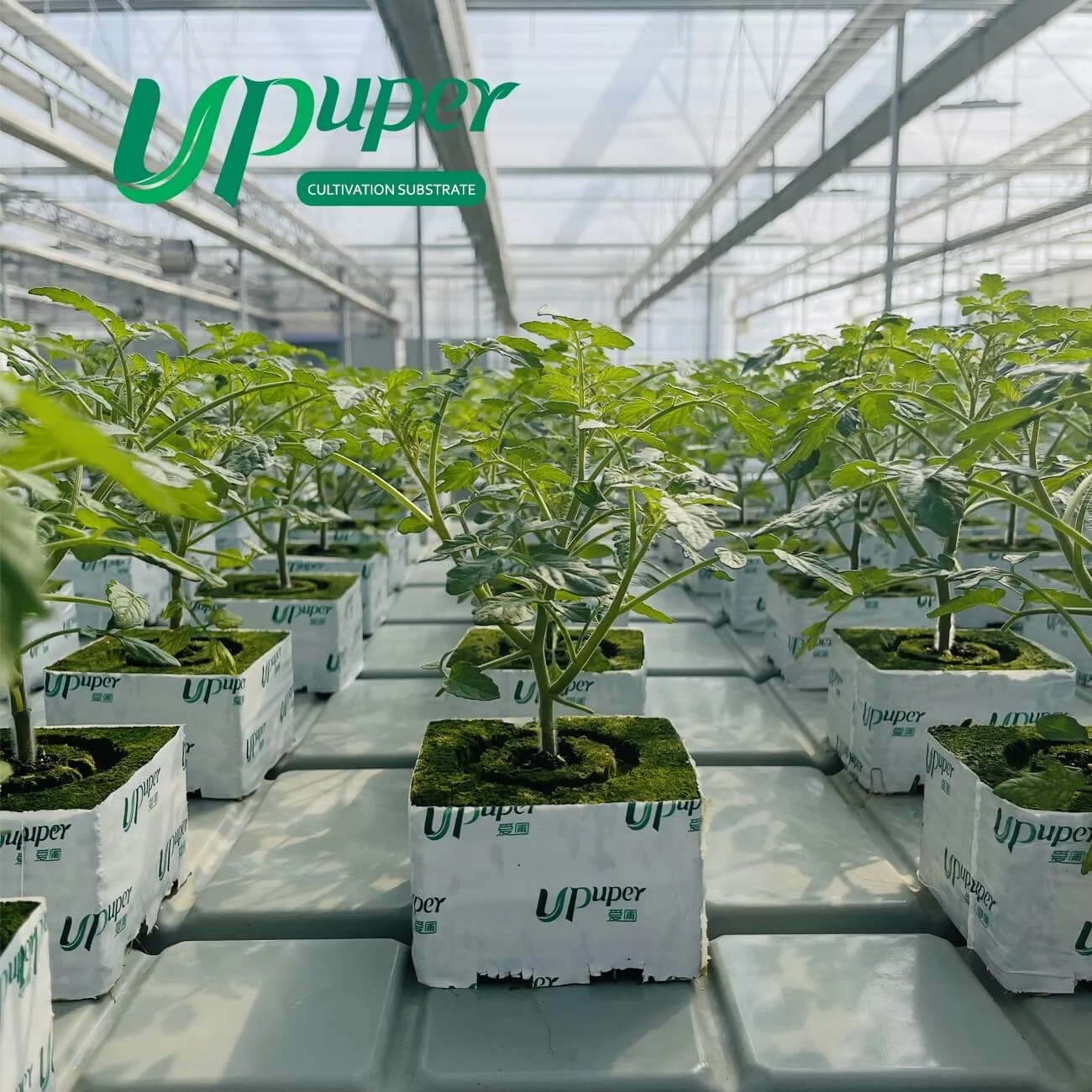 UPuper sustainable farming modern greenhouse 4 hydroponics rock wool cubes for growing