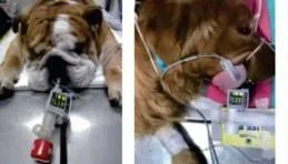 Veterinary MEMOTM EtCO2 Sensor Capnograph Monitor pet dogs respiration rate detect device puppy End-tidal carbon dioxide medical