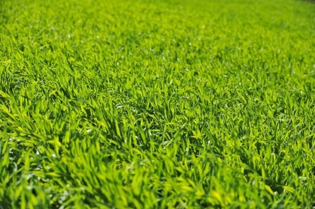 Wholesale organic Japanese plant extract premium super green barley juice and superfood powder