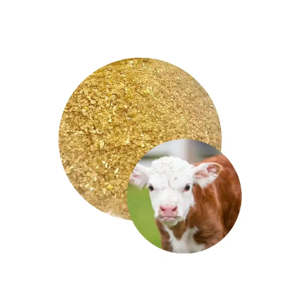 Maize For Animal Feed Corn Gluten Feed 18% Chicken Feed with free sample
