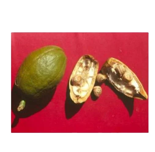 Высококачественные семена Pachira macrocarpa pachia