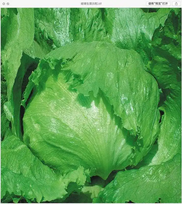 
Suntoday vegetable Organic leaf iceberg head lettuce seeds 1kg/bag 