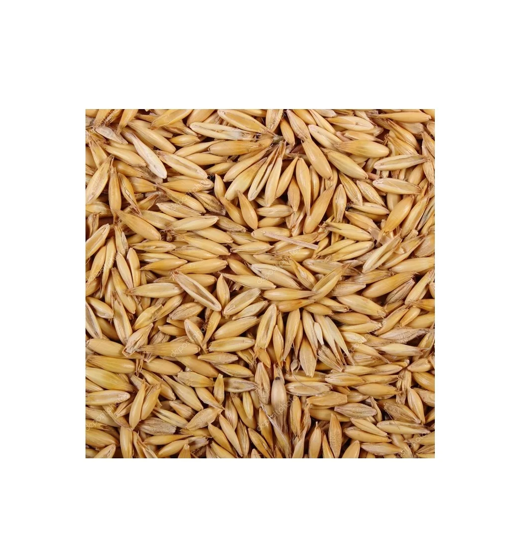 
High Quality Ukraine Original bulk yellow oats wholesale prices 
