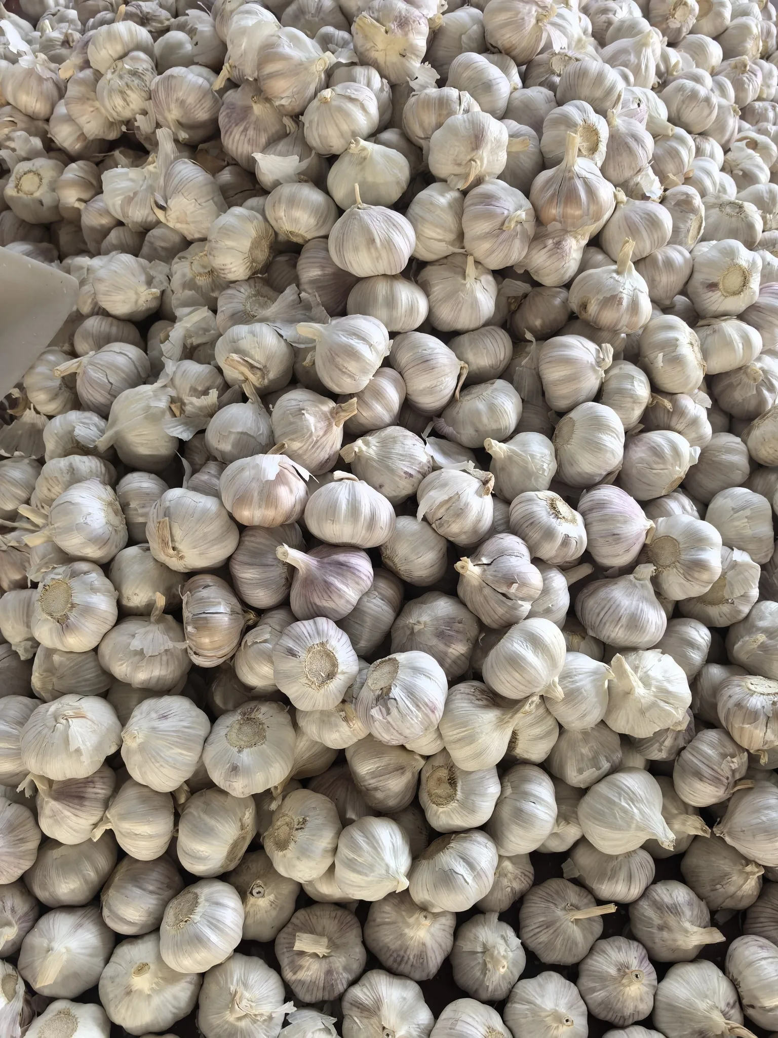 2024 Fresh Garlic Chinese Factory Direct Sale 3-4cm Sizes 10kg Mesh Bag Packed 5.0cm Red Garlic for Wholesale