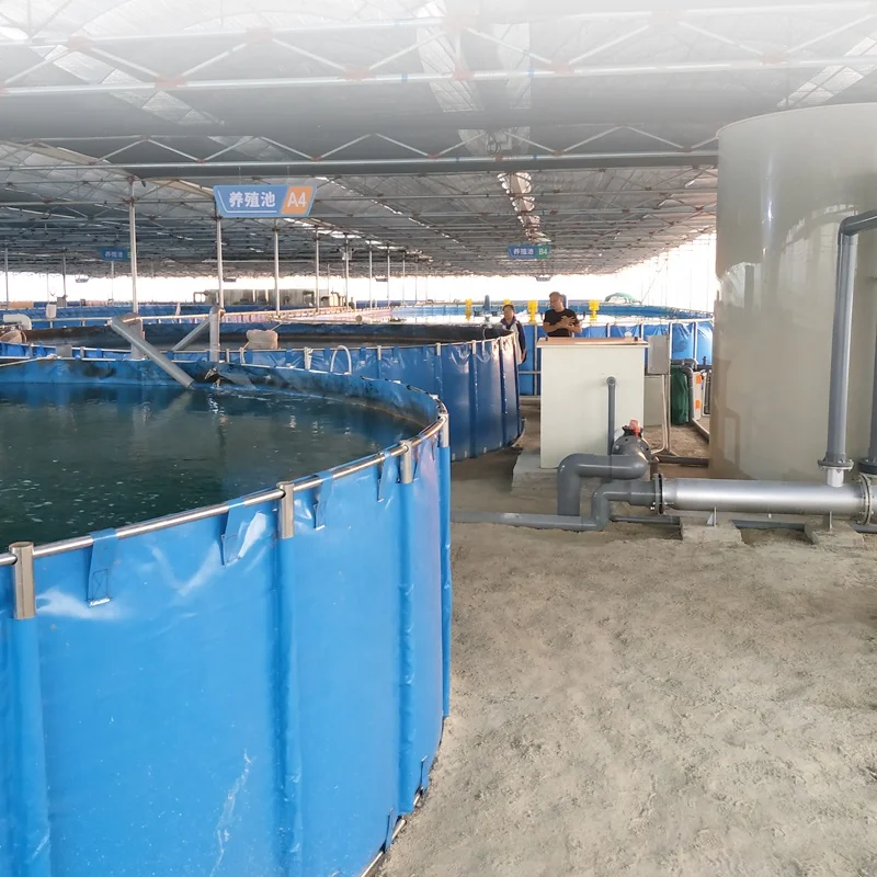 RAS Water Treatment Equipment Set Hatching Carp Fish Farming Tilapia Recirculating Aquaculture System