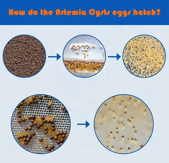 Support customized high hatchability and high nutrition Artemia Cysts eggs