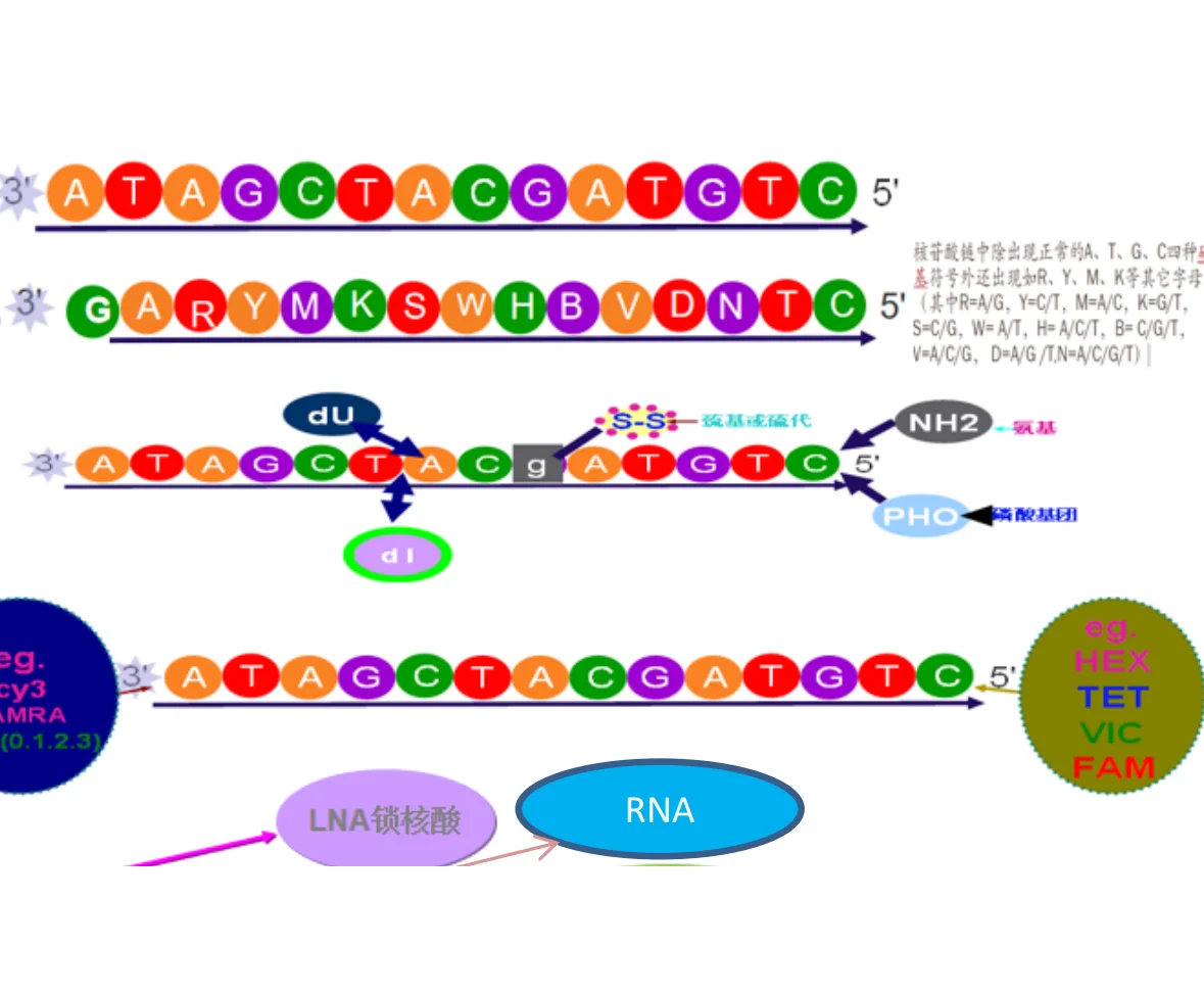 Лиофилизированный пользовательский синтез ДНК/РНК Базовая группа грунтовки и зонд для исследований или ПЦР молекулярных комплектов