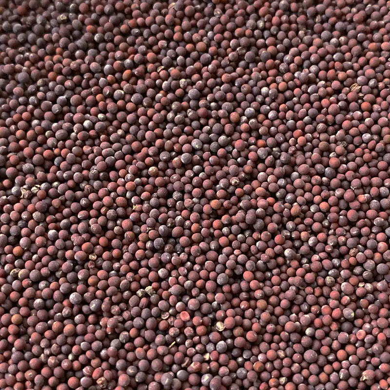 Hot selling mustard seeds edible black granulated spice premium white/yellow/black mustard seeds