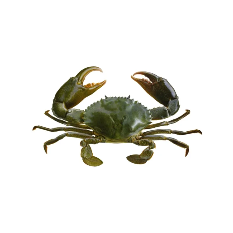 Mud crab farming indoor ras aquaculture system for sale
