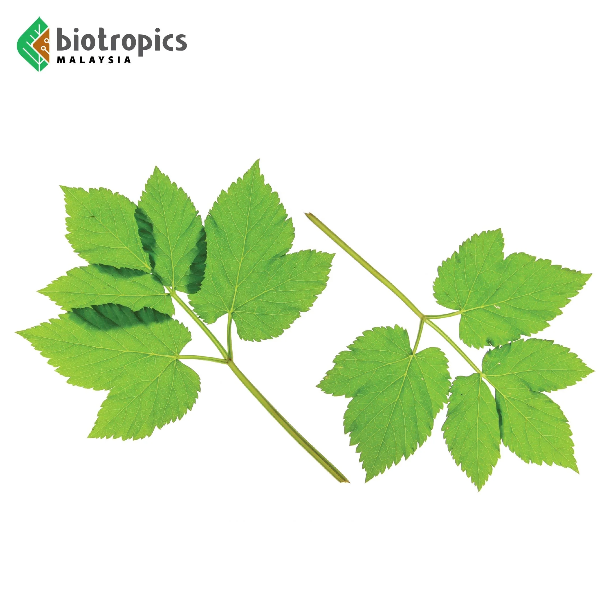 OEM Food Grade Tongkat Ali Capsules Dietary Supplement Tongkat Ali and Epimedium Capsules