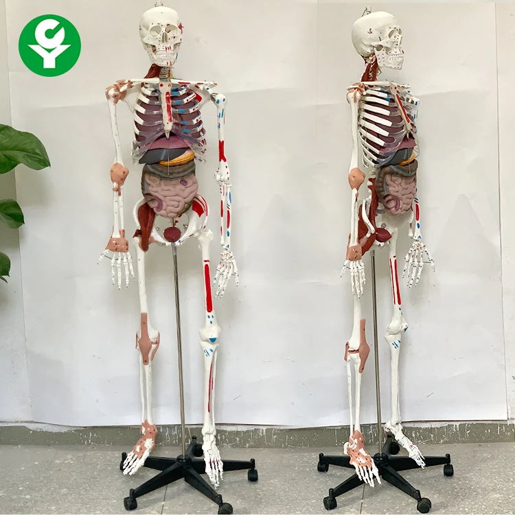 Visceral model of muscle ligament with starting and ending point of muscle in human skeletal model