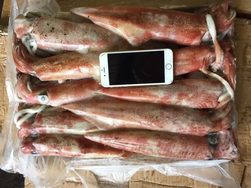 box packing frozen loligo squid tube