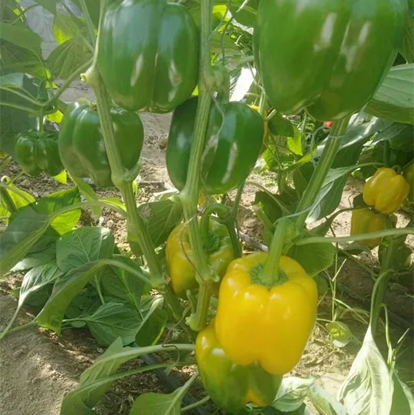 
Eugene F1 Hot Offer!! Yellow color Pepper/ Pepper Seed/ Colorful pepper 