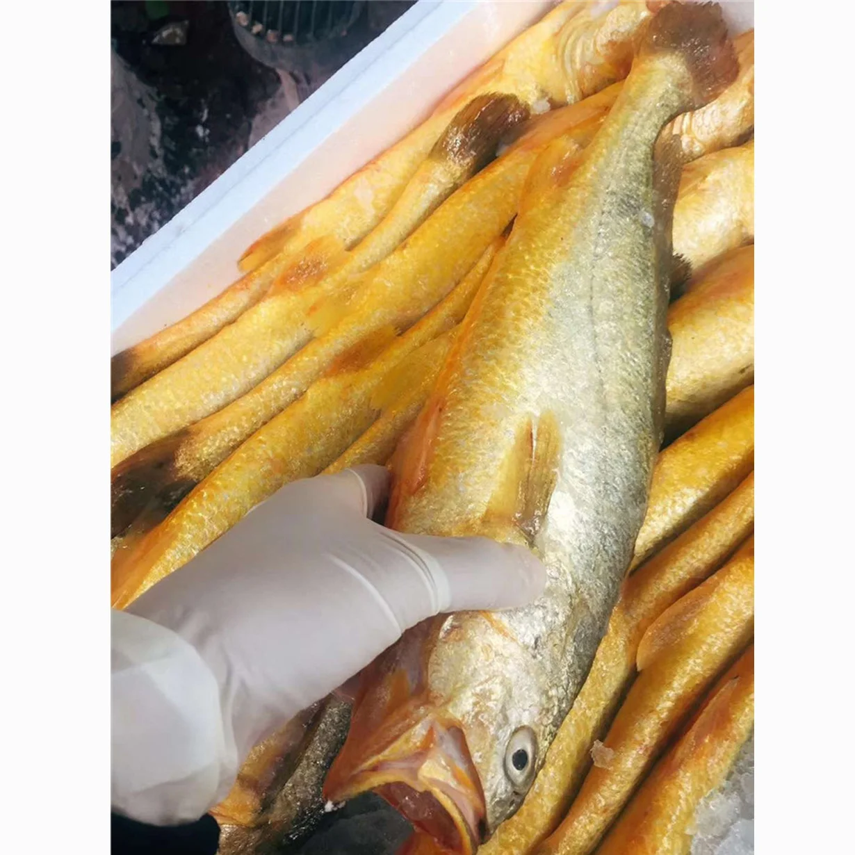 Frozen yellow  Croaker fish sale market