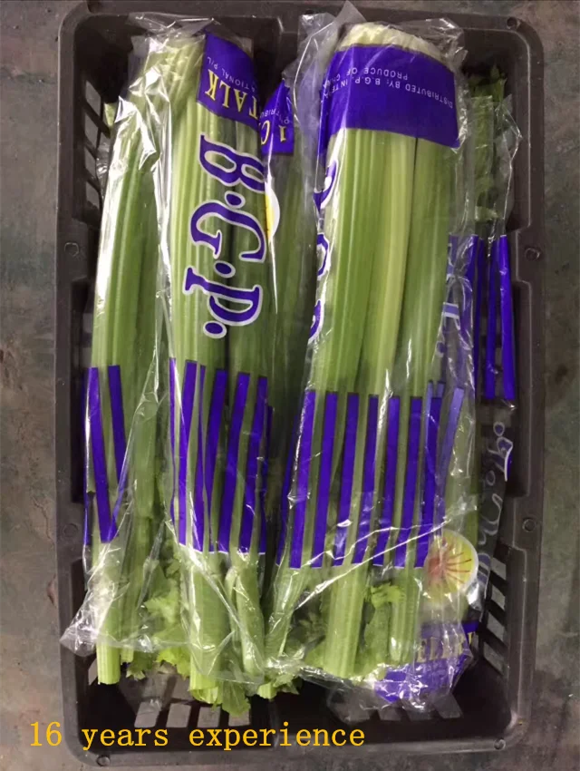 Chinese fresh celery from new crop of  2022