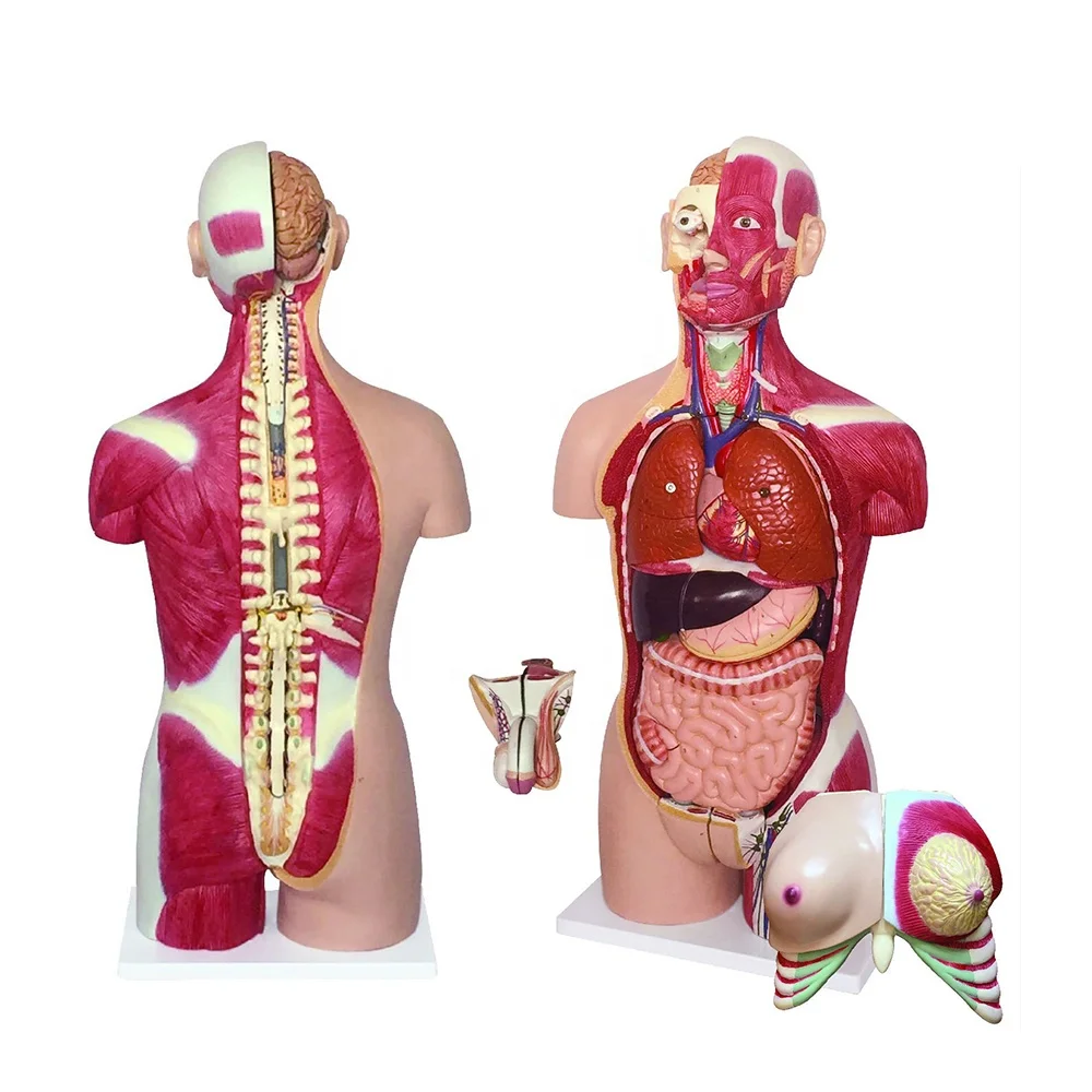85cm Medical Dummy Of Human Body Separate 28 Internal Organ Height 90Cm Size Normal To Human Muscular Torso Dual-Sex Open Back