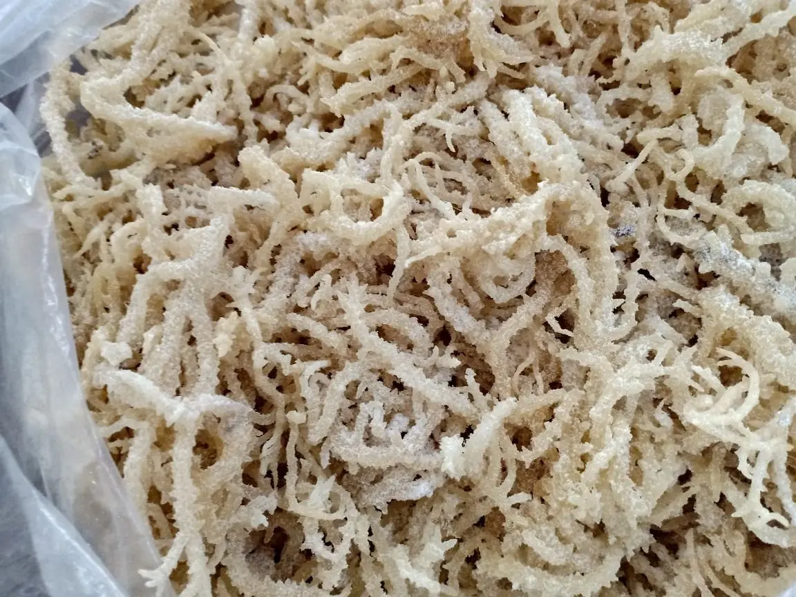 {HOT - SALE} - EUCHEUMA COTTONII SEAWEED/ DRIED SPINOSUM SEAWEED/ EXPORTING HIGH QUALITY VIETNAM GOODS BEST PRICE