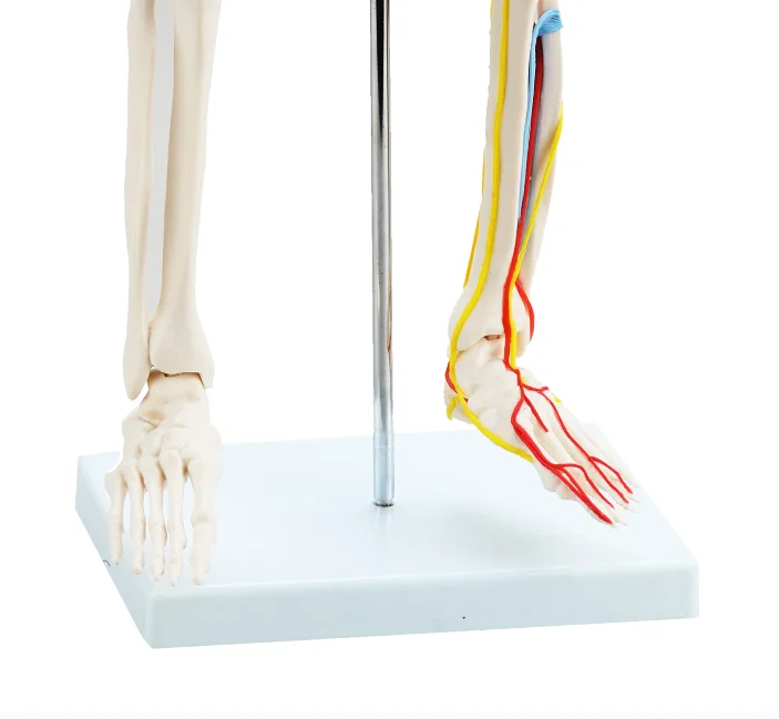 CBM-001E 85cm Human Skeleton with Nerves and Blood Vessels,artificial anatomical medical skeleton