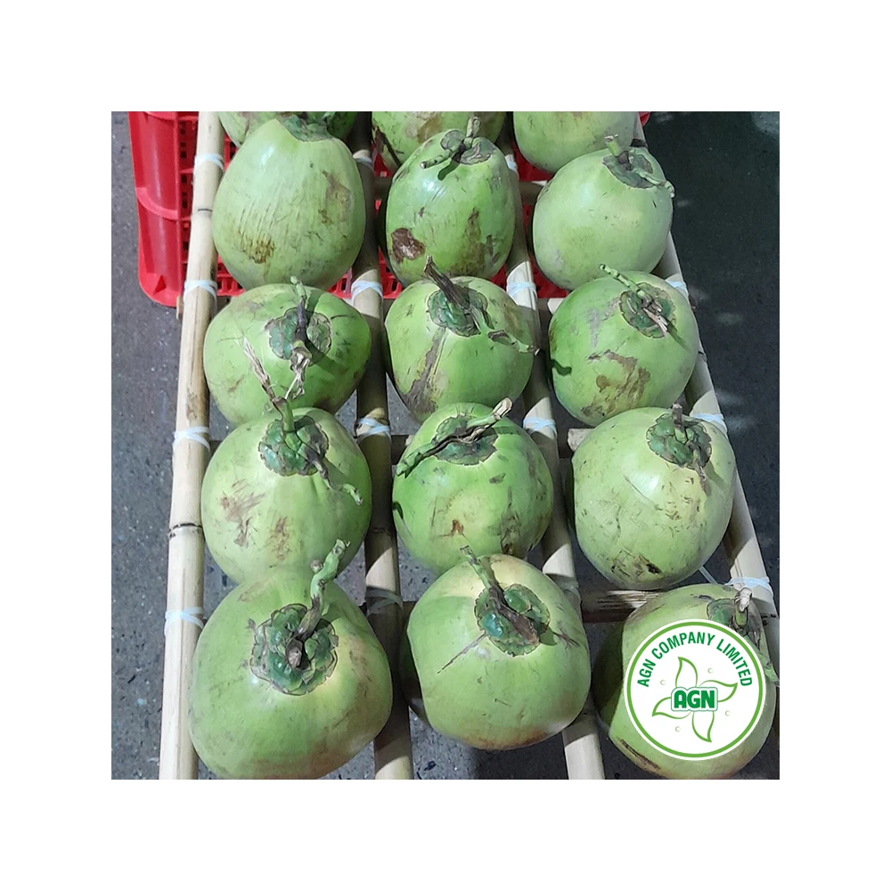 Wholesale Price Market Price of Coconut OEM/ODM Service From Viet Nam Manufacturer +84962246940