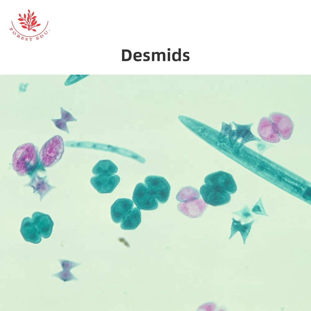 Microscope Slides 10Pcs Protozoa And Algae Slides Set Medical Science Microbiology Education Specimen Prepared Microscope Slides