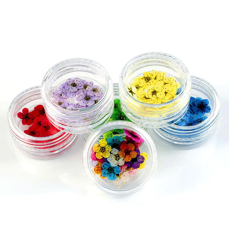 12pcs boxed Dried Flower Pressed Flower Epoxy Resin Handmade Material Plum Blossom Daffodil Phone Case DIY Nail Art Crafts
