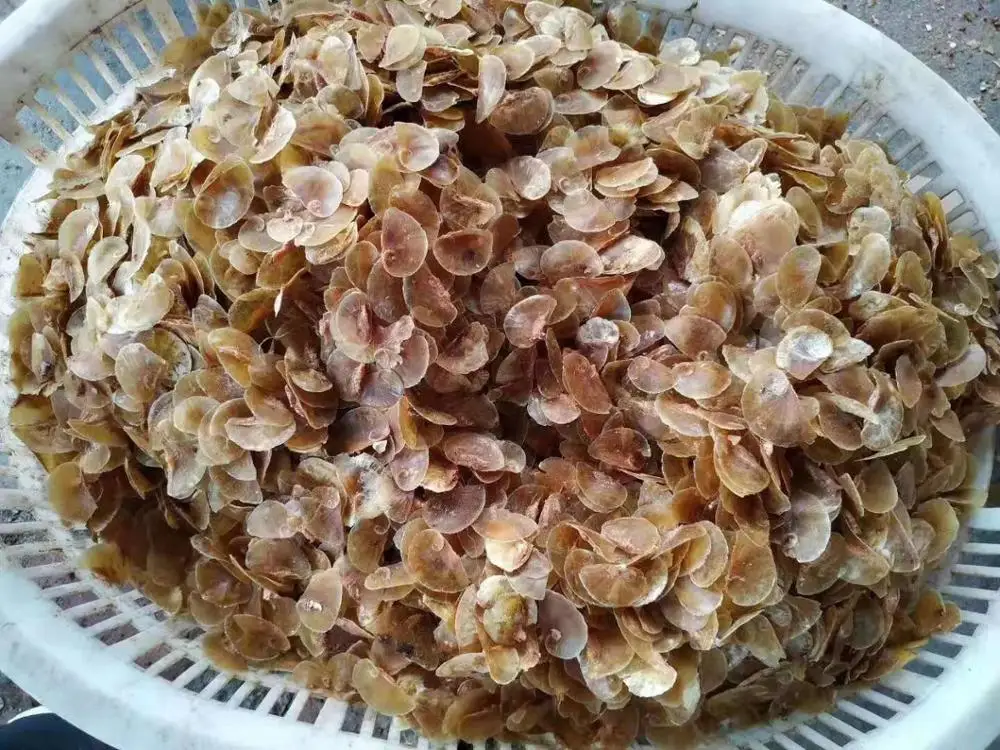 Cheap Wholesale Seashell Murex Operculum Snail Dried Shell For Saudi