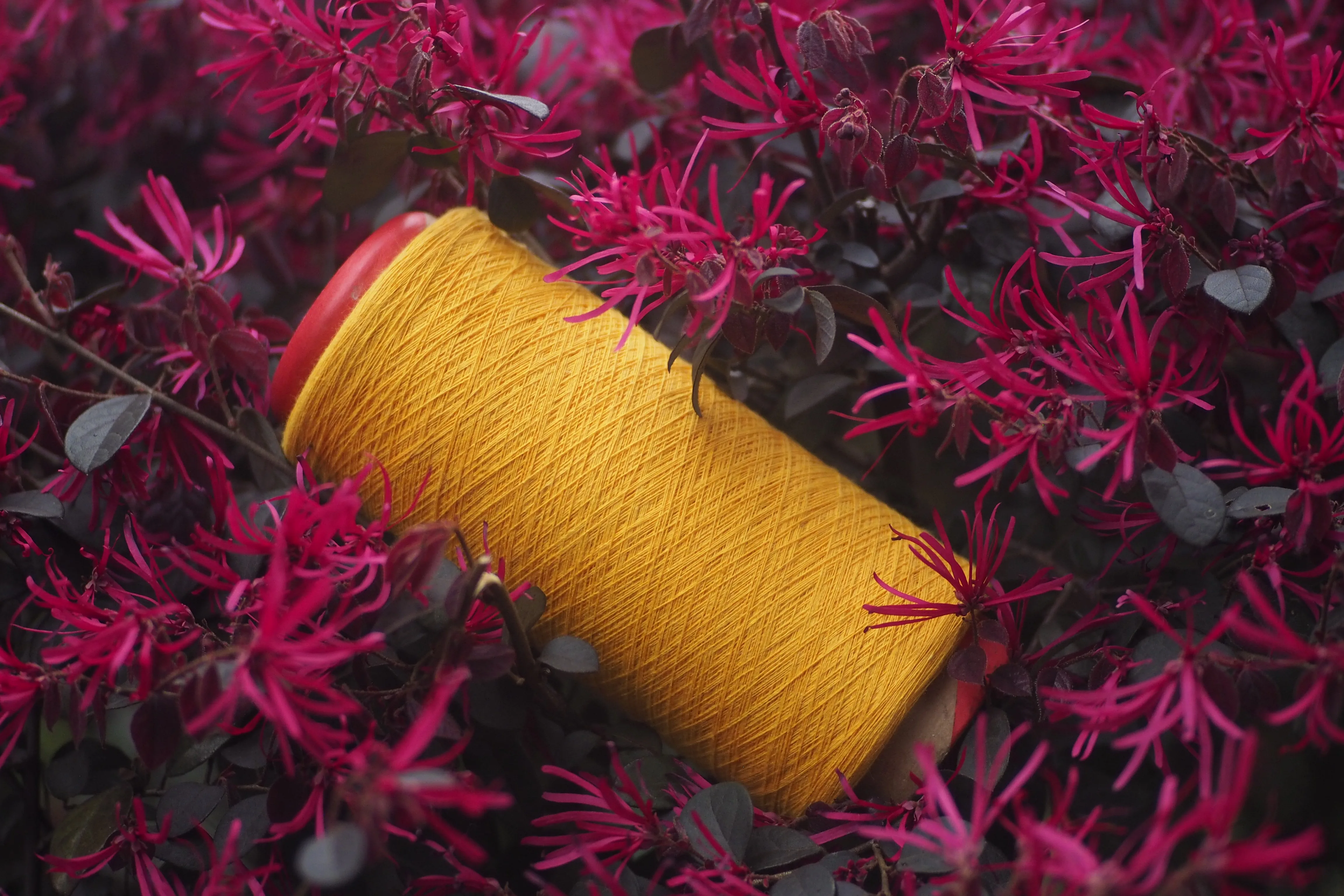 Pattern Material free yarn samples OE Cotton Knitting Ne 20S/1 Ne 12S/1 For Denim Fabric 100% Recycled In Vietnam