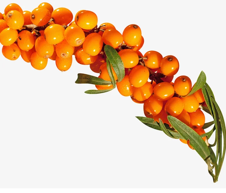 seabuckthorn2